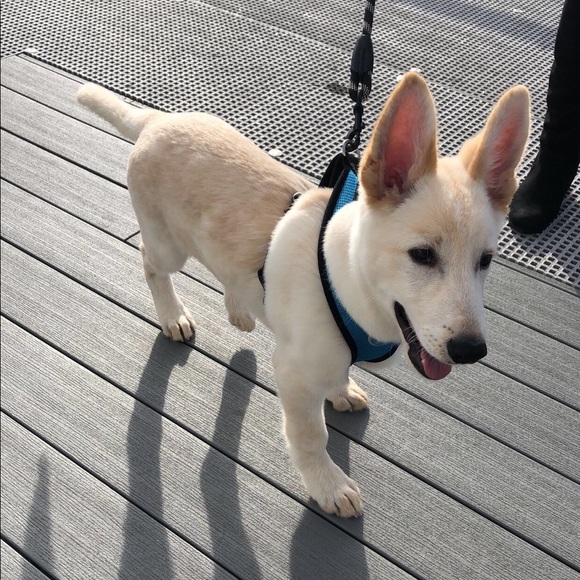 Meet Lukka ! - Picture 7 of 7